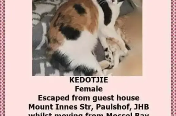 Lost Cat Kedot in Sandton - Help Find Her!