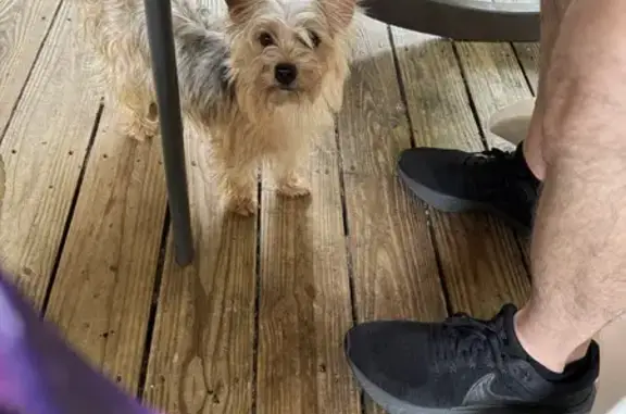 Lost Yorkie Mix in Mechanicsville, MD - Help!