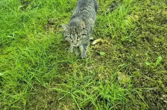 Chat perdu retrouvé à Boissay - photo