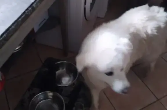 Eurasier blanc perdu près école - photo