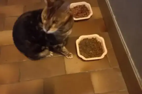 Chat bengal perdu trouvé à Vénissieux - photo