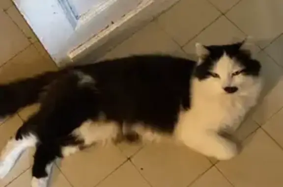 Chat Perdu: Mâle, 3 ans, 94 Villeneuve - photo