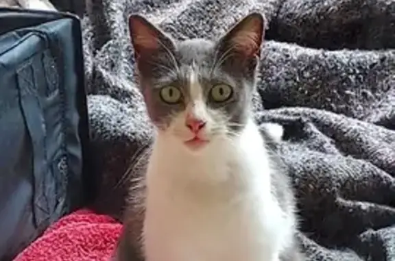 Chatte et chaton trouvés à Toulon - photo