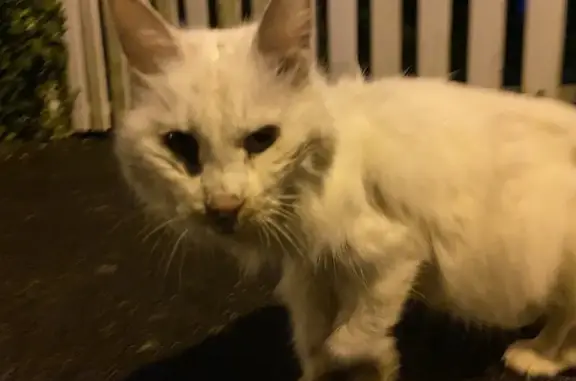 Chat maigre et fatigué trouvé à Rennes - photo