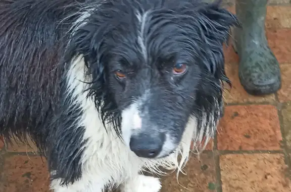 Border Collie trouvé à Rouessé - photo