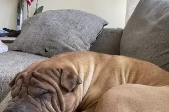 Lost Tan/Black Shar-Pei Near 660 Graham St NW!