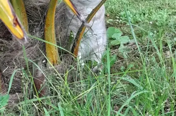 Chat gris tigré trouvé à Courcoury - photo