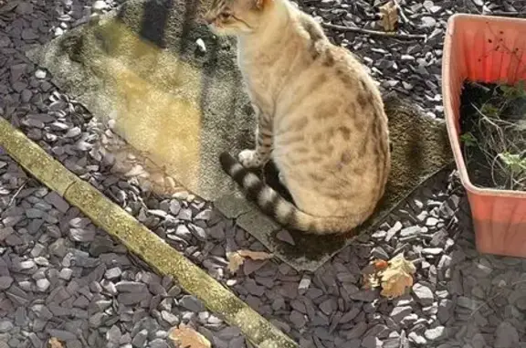 Lost Snow Lynx Bengal Cat in Swansea - Help!