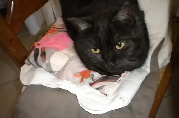 Animaux perdus , photo: Chatte noire âgée perdue à Fox-Amphoux