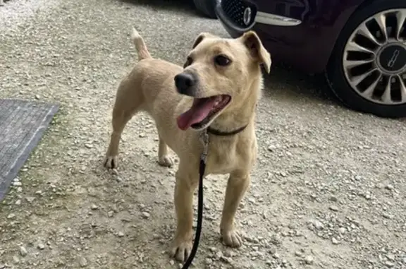 Chien trouvé , photo: Petit chien sable trouvé aux Beaumettes