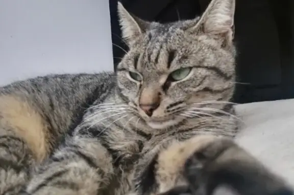 Animaux perdus , photo: Chatte aux yeux verts disparue