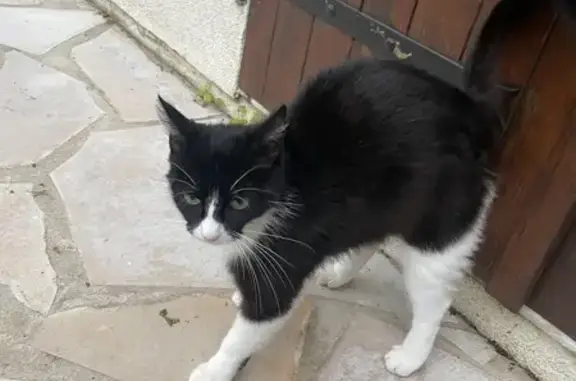 Chatte gestante trouvée à Bergerac - photo