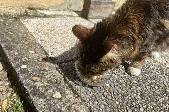 Chat norvégien malade trouvé - photo