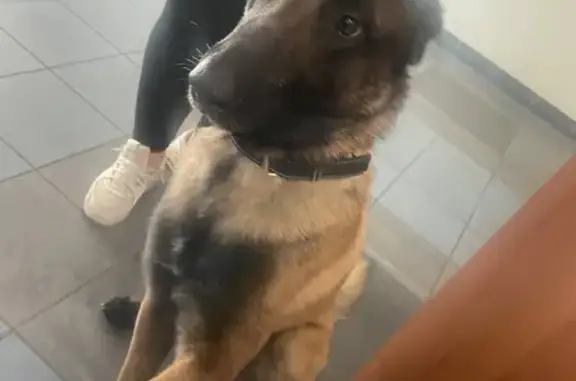 Chien trouvé , photo: Malinois perdu hébergé à Oullins