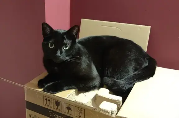 Chat noir perdu à Pontoise