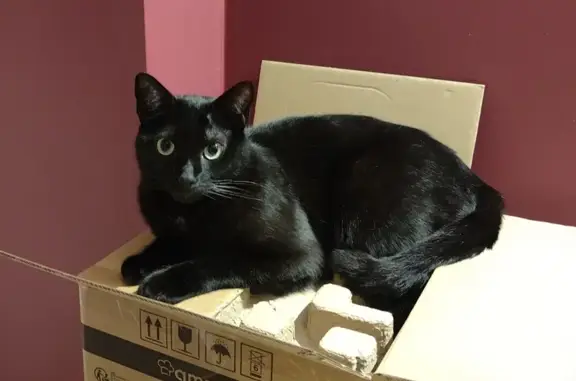 Animaux perdus Pontoise, photo: Chat noir perdu à Pontoise