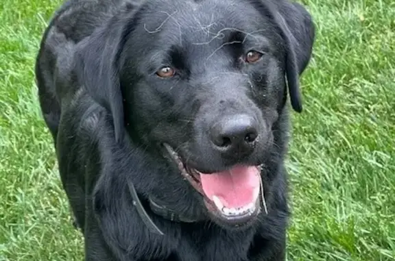 Lost Black Lab Harley Seen in Richland Forest