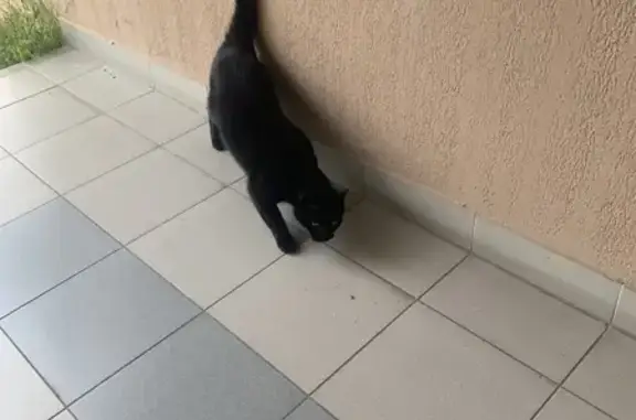 Chat noir trouvé près hôpital - photo