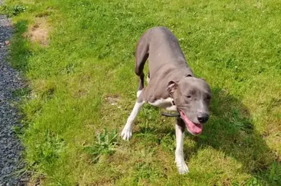 Chien trouvé à Condé-sur-Vire - photo