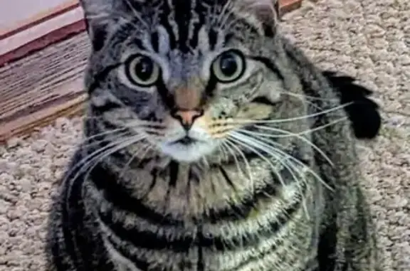 Lost Tabby Cat in Watertown - Help Find Oscar!