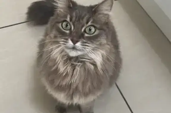 Animaux perdus Montfermeil, photo: Chatte beige/grise perdue à Montfermeil