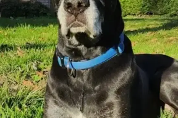 Animaux perdus Villeneuve-de-Marsan, photo: Chien Dylan perdu à Villeneuve