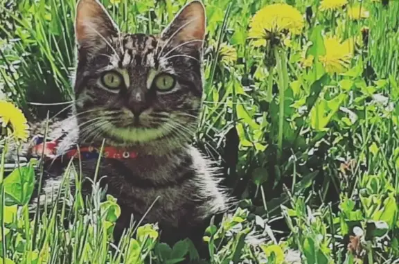 Lost Tabby Cat Sparkles in Charlottetown!