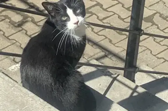 Chatte en chaleur trouvée à Heyrieux - photo