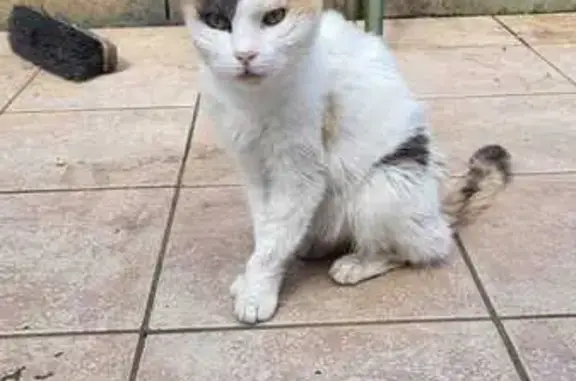 Chatte tricolore perdue à Quetigny - photo