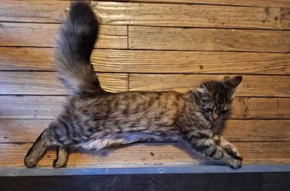 Chatte perdue à Grésy-sur-Isère - photo