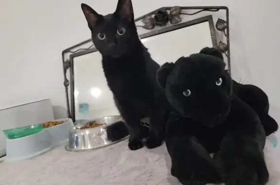 Chat perdu, , photo: Chatte noire perdue à Trézioux