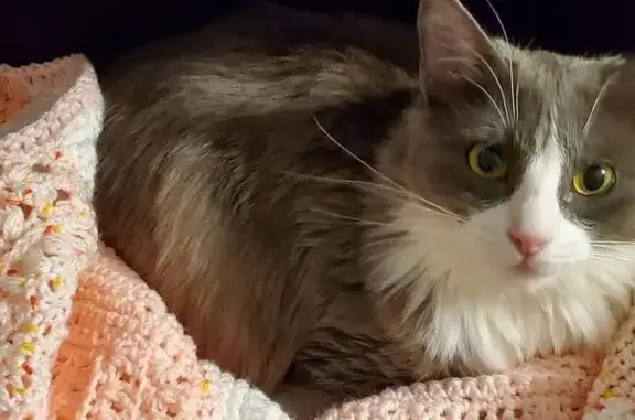 Avis de recherche: Luna disparue - photo