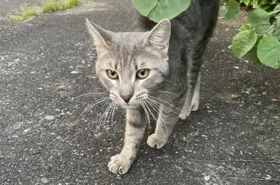 Chat gris sociable trouvé à Villeurbanne - photo