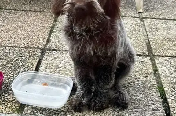 Chiot femelle trouvé à Roncq - photo