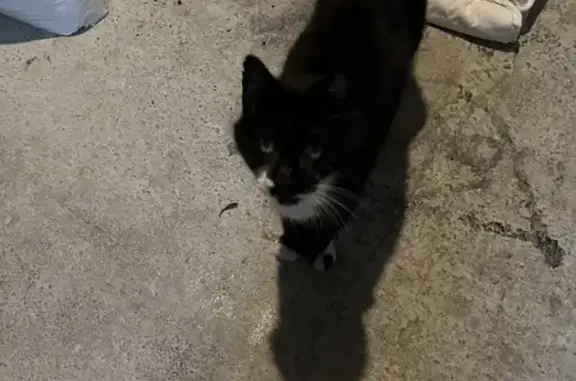 Chat noir âgé trouvé à La Membrolle - photo