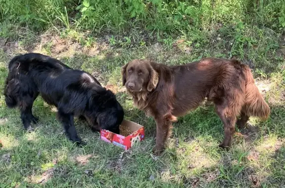 Found: 2 Sweet Large Dogs in Denison, TX!