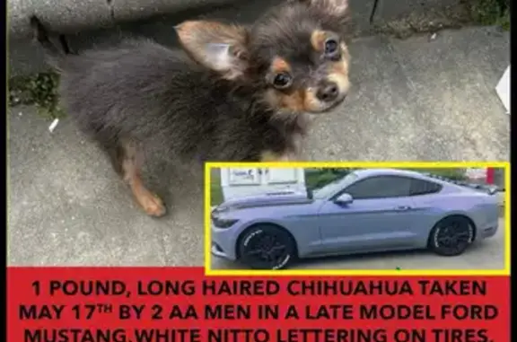 Lost Dog Alert: East Trade St, Charlotte!