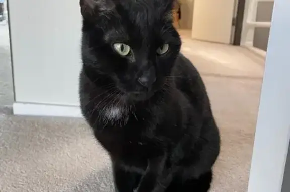 Lost Black Cat in Boston: Help Find Bubbs!