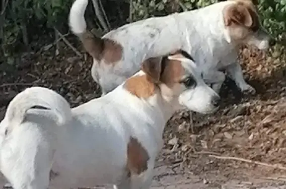 Lost Jack Russells in Cape Town - Help Find Them!