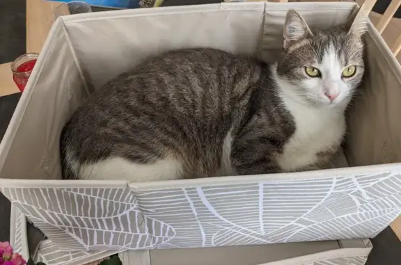 Animaux perdus , photo: Chat tigré perdu à Neuilly-Crimolois
