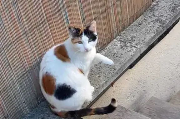 Animaux perdus Houilles, photo: Chatte Prunelle perdue à Houilles