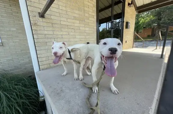 Lost Pups Alert: Sweet White Pit Bulls Found!