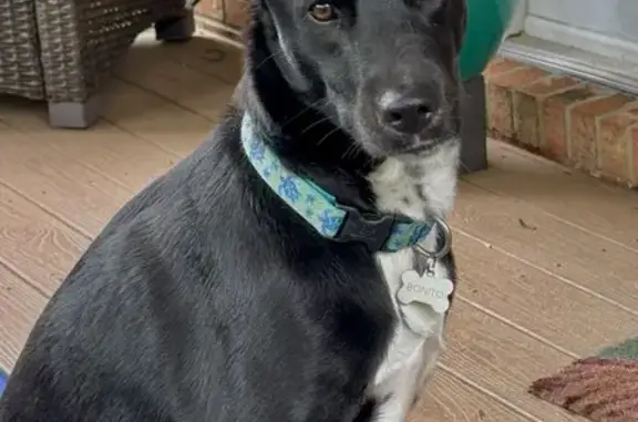 Lost Dog Alert: Benito, Black Lab Mix in Wilmington!