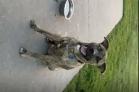 Lost Puppy Apollo: Boxer Mix with Odd Eyes!