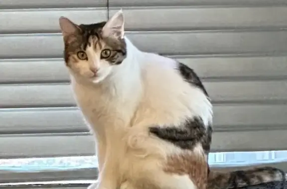 Lost Calico Cat Bubbles - Wilson Rd, Newark!