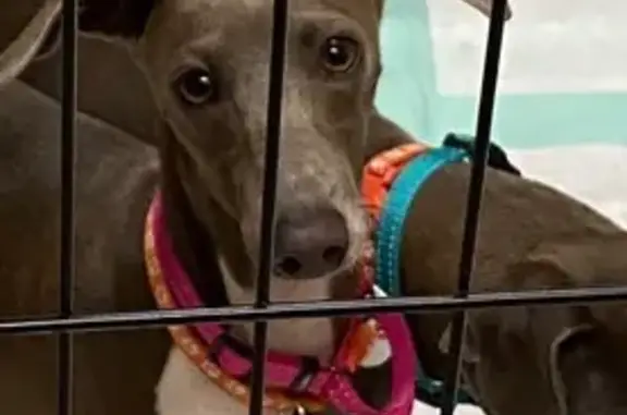 Help Find Mika: Scared, Lost Greyhound in Austin