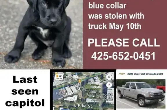 Help Find Rooster: Stolen Puppy in Seattle!