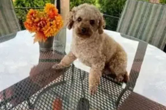 Lost Toy Poodle Yangyang in Rochester Hills!