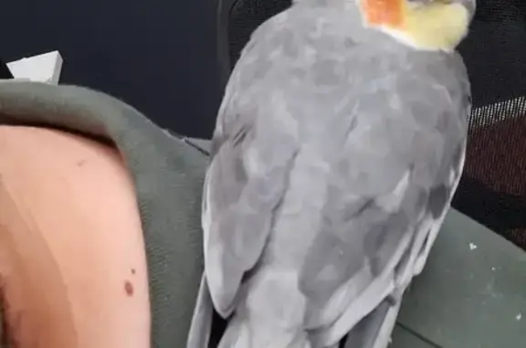 Found Male Cockatiel on Dover...