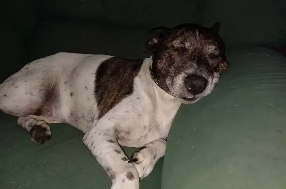 Lost Senior Dog 'Chief' - More...